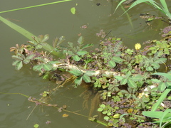 Neptunia oleracea