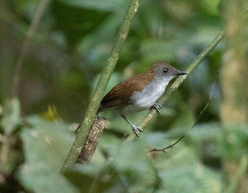 Fire-crested Alethe (Alethe castanea)