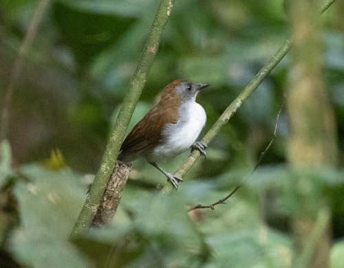 Fire-crested Alethe (Alethe castanea), photo 2