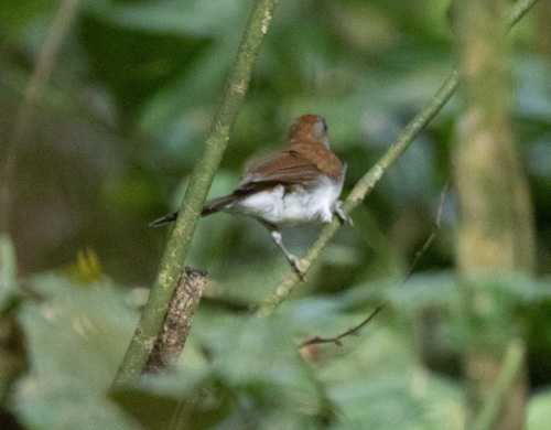Fire-crested Alethe (Alethe castanea), photo 5