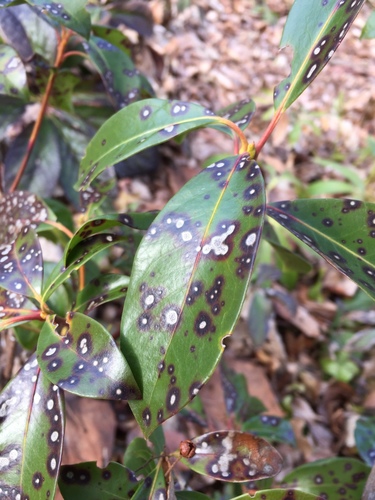 Mountain Laurel Leaf Spot
