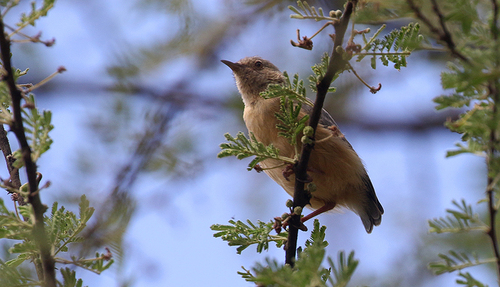 iNaturalist image
