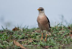 Acridotheres leucocephalus