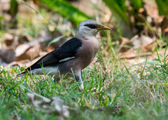 Acridotheres leucocephalus
