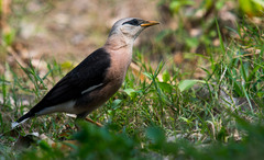 Acridotheres leucocephalus