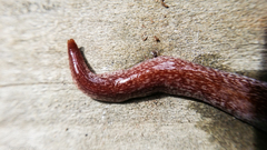 Australopacifica