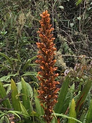 Cipuropsis hospitalis