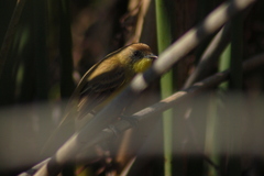 Pseudocolopteryx citreola