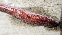 Australopacifica