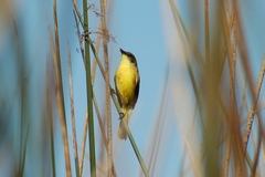 Pseudocolopteryx citreola