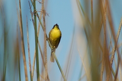 Pseudocolopteryx citreola