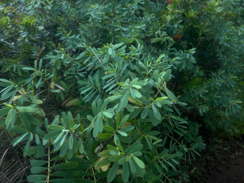 Euphorbia observed 2026-05-17