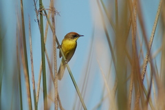 Pseudocolopteryx citreola