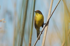 Pseudocolopteryx citreola