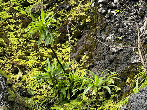Lobelia niihauensis observed 2026-05-17