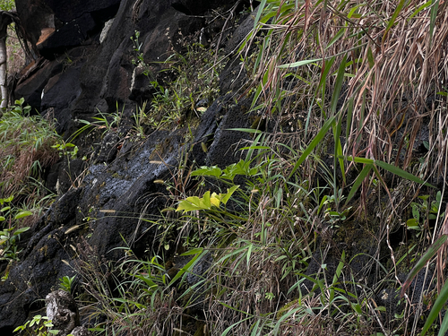 Peucedanum sandwicense observed 2026-05-17