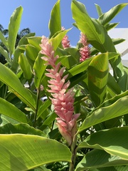 Alpinia purpurata