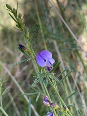Psoralea glabra