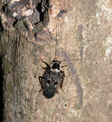 Allacta bimaculata