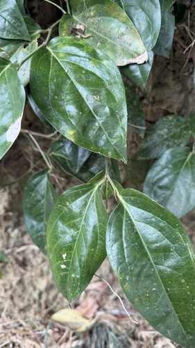 Piper kawakamii observed 2026-05-19