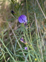 Psoralea glabra