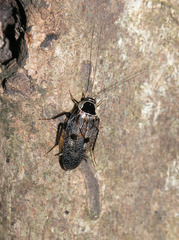 Allacta bimaculata