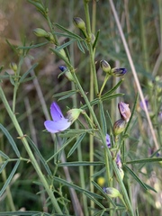 Psoralea glabra