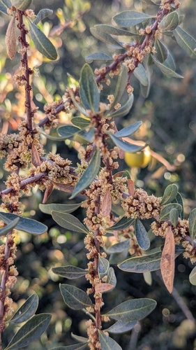 Argan tree