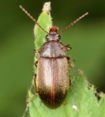 Isomira pulla