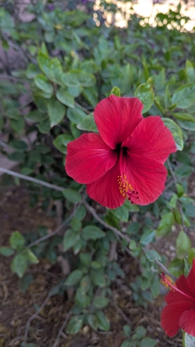 Tricolor Hibiscus