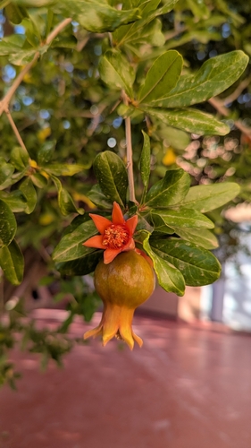 pomegranate