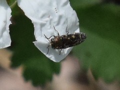 Acmaeodera tubulus