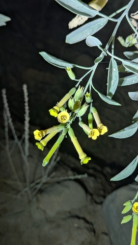 tree tobacco