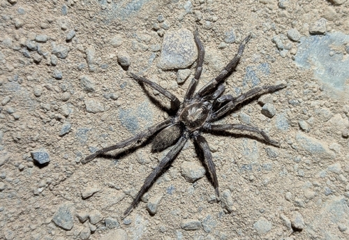 Ischnocolus mogadorensis