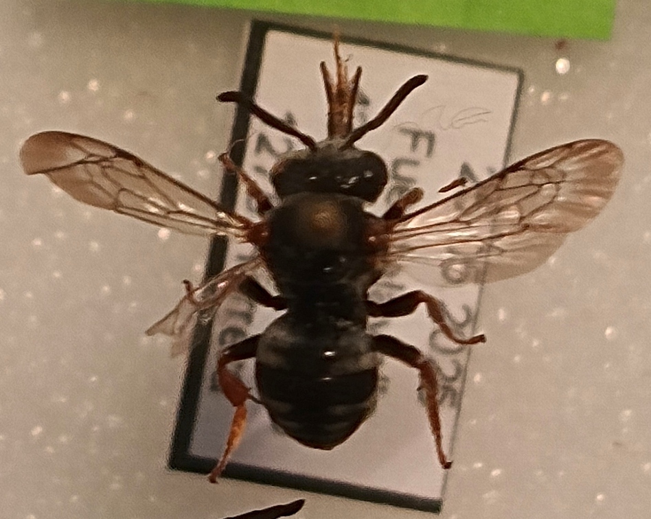 Epeolus productulus