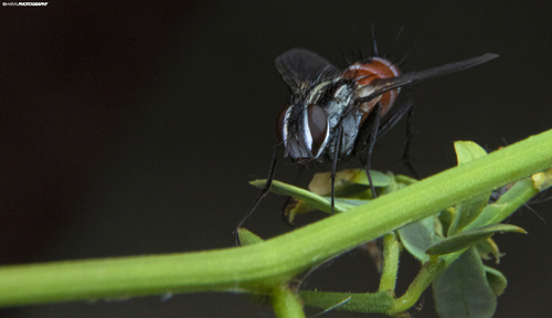 Vanderwulpia atrophopodoides
