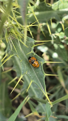 Variegated Lady Beetle