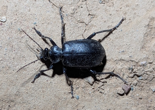 Calosoma olivieri