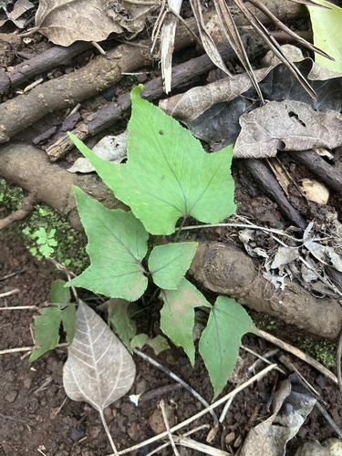 Cyrtomium caryotideum observed 2026-05-18