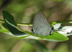 Cheritra freja evansi