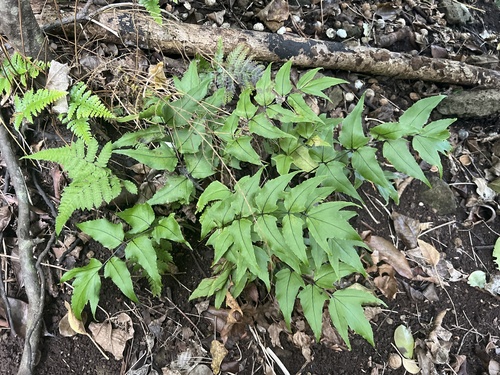 Cyrtomium caryotideum observed 2026-05-18