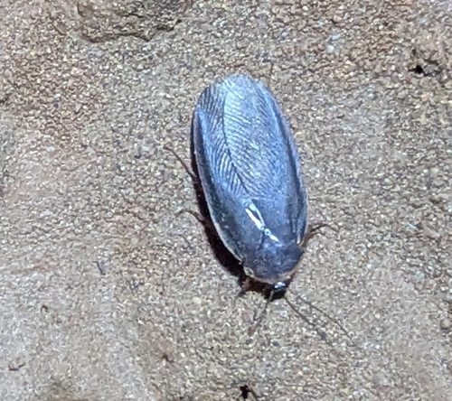 Polyphagina algerica