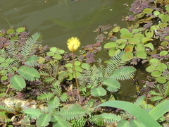 Neptunia oleracea