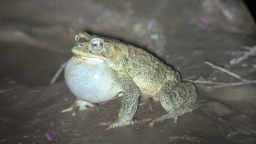 Mauritanian Toad