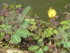 Neptunia oleracea