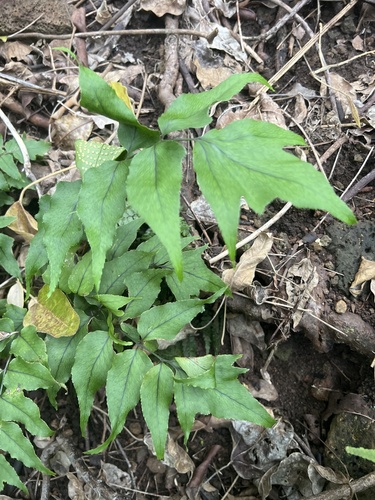 Cyrtomium caryotideum observed 2026-05-18