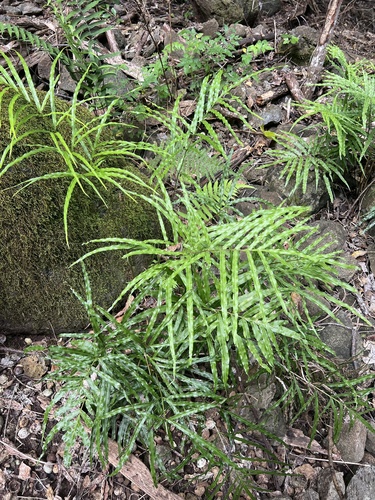 Pteris hillebrandii observed 2026-05-18