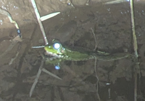 Sahara Frog