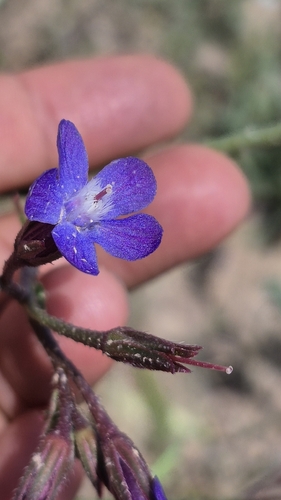 Striped Alkanet