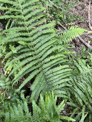 Reholttumia hudsoniana observed 2026-05-18